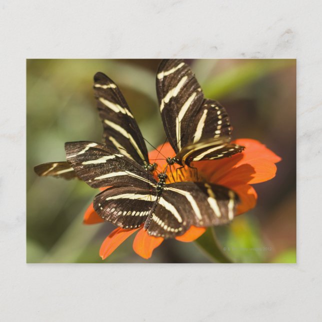 Carte Postale Zebra Longwing (heliconius charitonia) sur fleur (Devant)