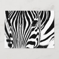 Zebra portrait noir et blanc