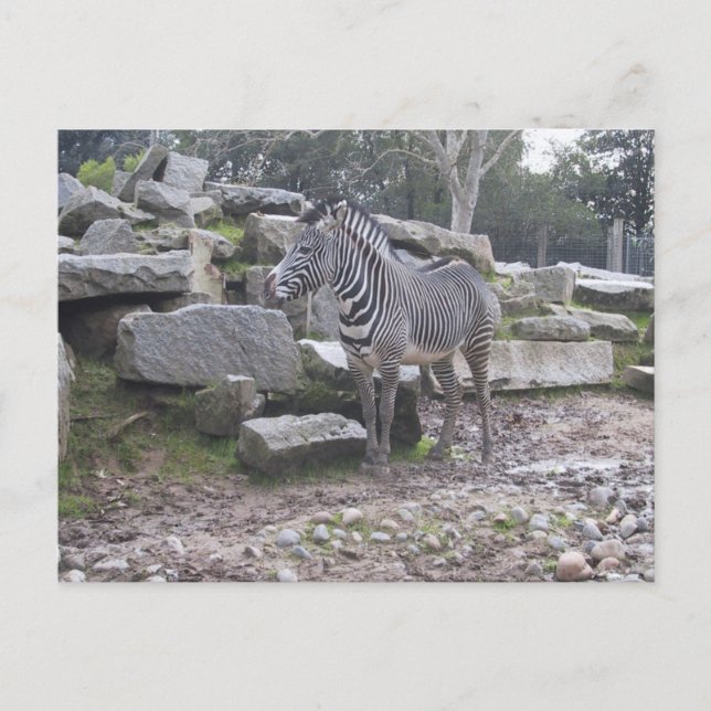 Carte Postale Zebra posant (Devant)