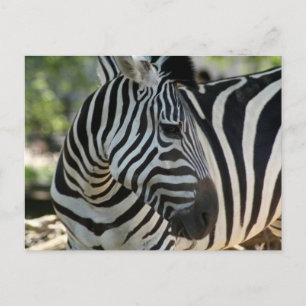 Carte postale Zebra Pose