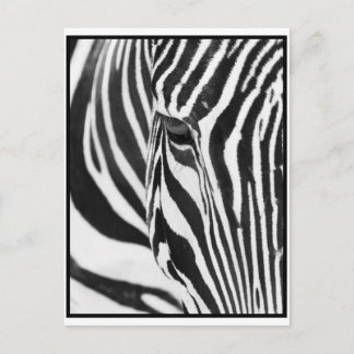 Carte Postale Zebra Stare