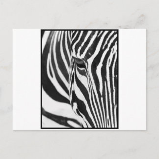 Carte Postale Zebra Stare