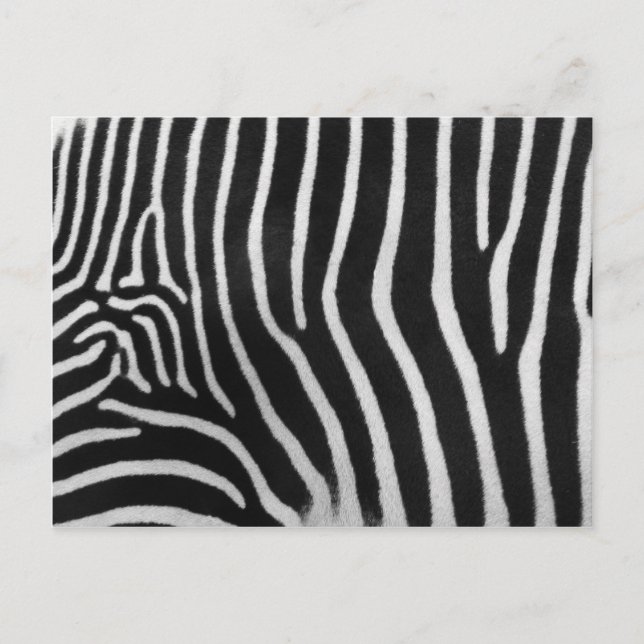 Carte Postale Zebra Stripe Pattern (Devant)