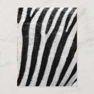 Carte Postale Zebra Stripes