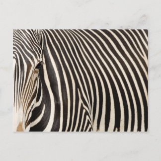 Carte Postale Zebra strips