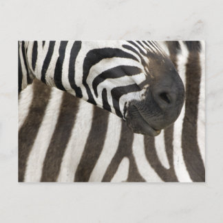 Carte Postale Zebra strips