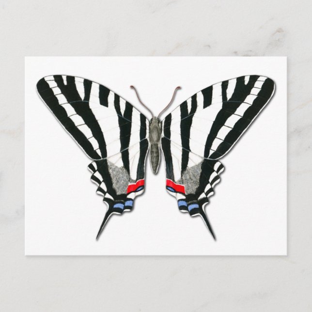 Carte postale Zebra Swallowtail Butterfly (Devant)