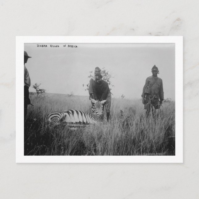 Carte Postale Zebra tué par des autochtones en Afrique Photo (Devant)