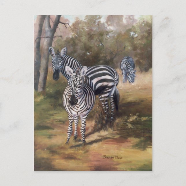 Carte postale Zebras (Devant)