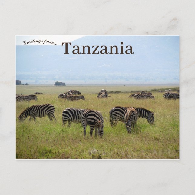 Carte Postale Zebras Serengeti National Park Safari Tanzanie (Devant)