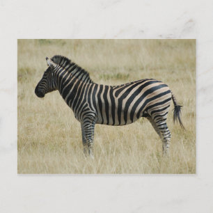 Carte Postale Zèbre