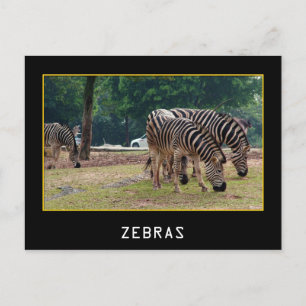 Carte Postale Zèbre