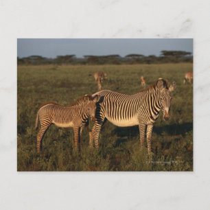 Carte Postale Zèbre