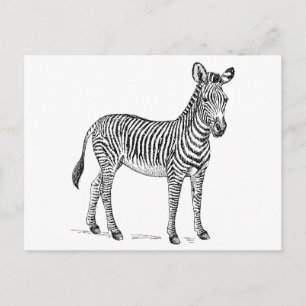 Carte Postale Zèbre