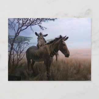 Carte Postale Zèbre