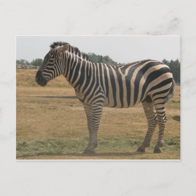 Carte Postale zèbre (Devant)