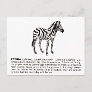 Carte Postale zèbre