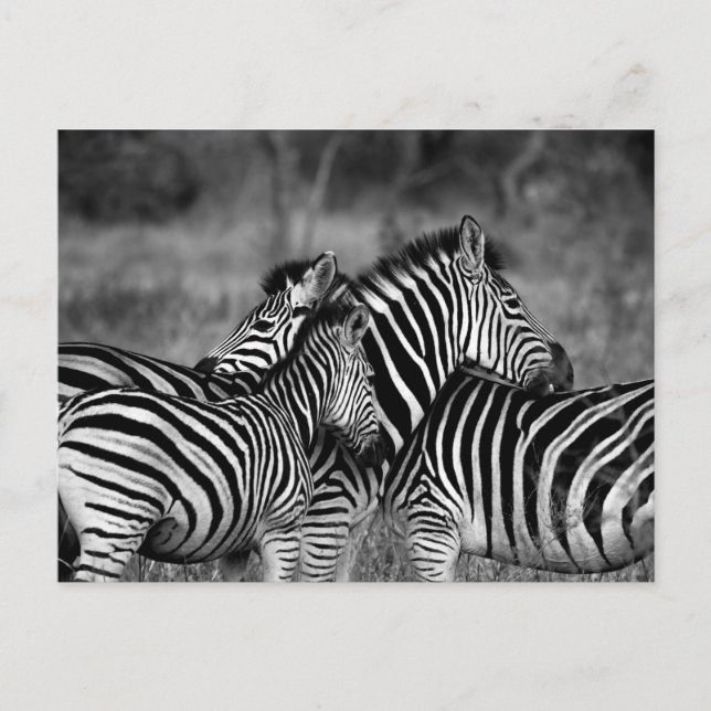 Carte Postale Zèbre (Devant)