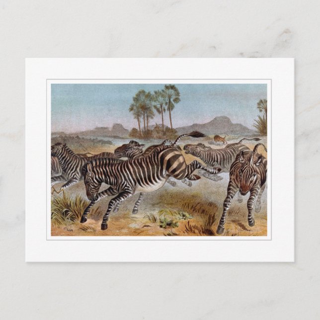 Carte Postale Zèbre (Devant)