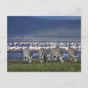 Carte Postale Zèbre