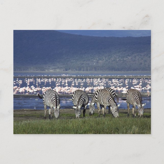 Carte Postale Zèbre (Devant)