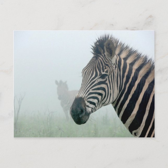 Carte Postale Zèbre (Devant)