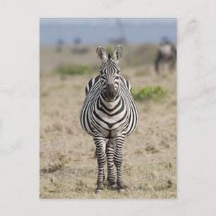 Carte Postale Zèbre 2