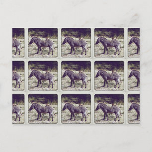 Carte Postale Zèbre au Kenya