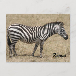 Carte Postale zèbre kenya