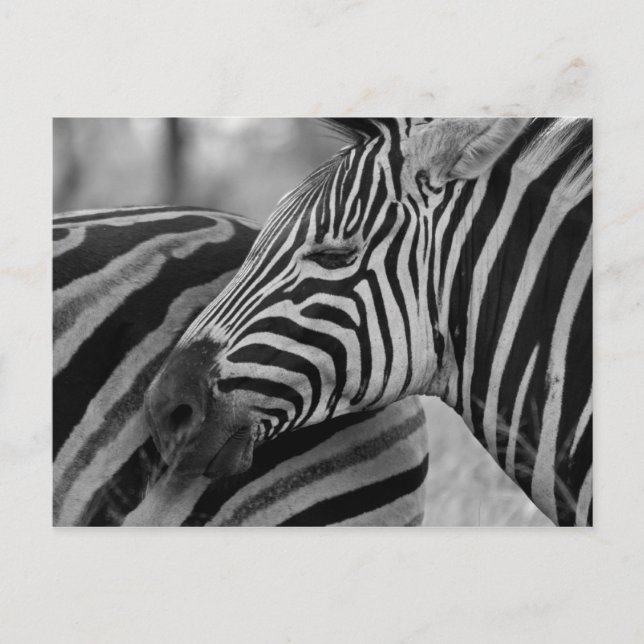 Carte postale Zèbre noir/blanc (Devant)