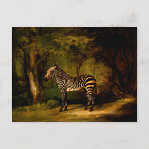 Carte Postale Zèbre par George Stubbs (1763)
