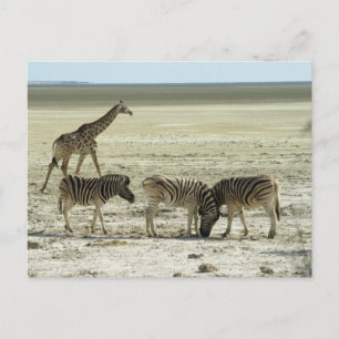 Carte Postale zèbres dans le parc national d'etosha namibie afri