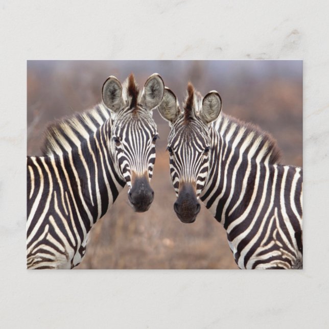 Carte Postale Zèbres de la plaine, Parc national de Kruger (Devant)