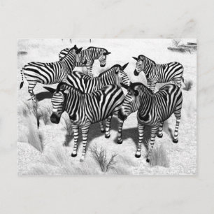 Carte Postale Zèbres en noir et blanc