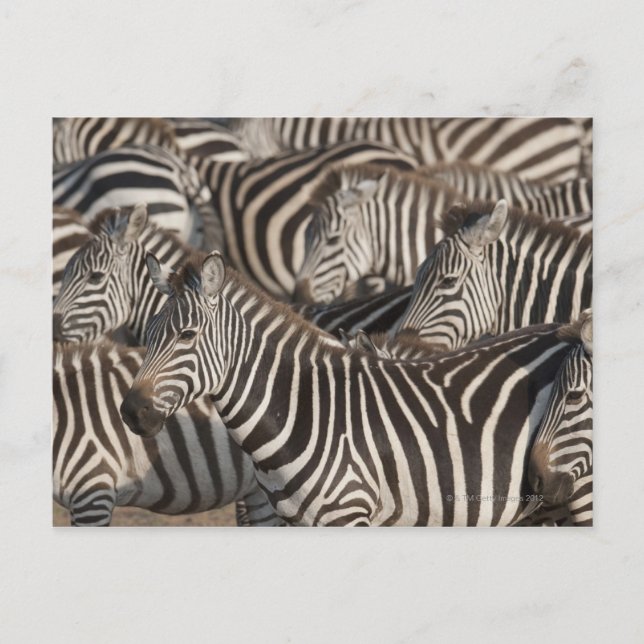 Carte Postale Zèbres, Kenya, Afrique (Devant)