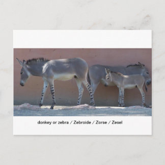 Carte Postale Zebrode