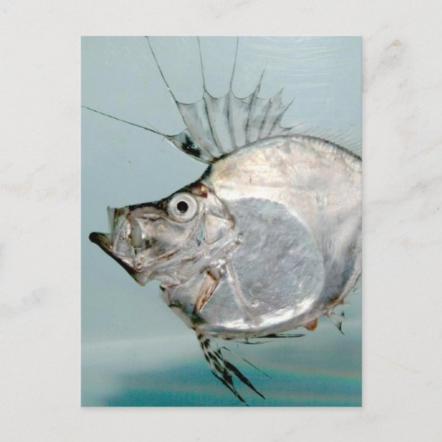 Carte Postale Zeidae Fish (Devant)
