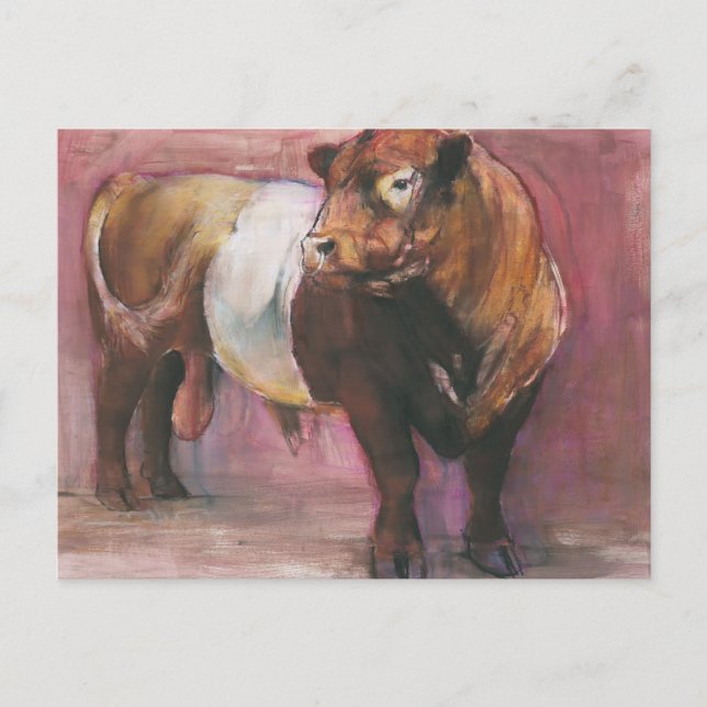 Carte Postale Zeus Red Belted Galloway Bull 2006 (Devant)