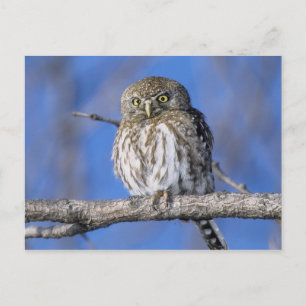 Carte Postale Zimbabwe. Gros plan sur un hibou tacheté de perle