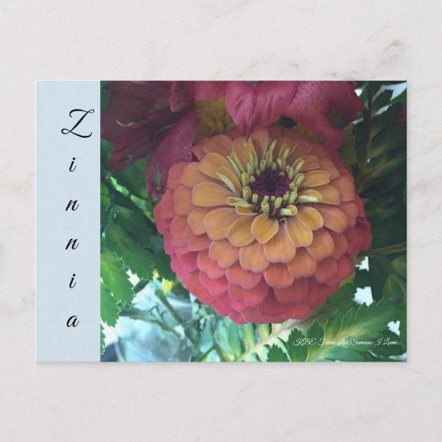 Carte postale - Zinnia (Devant)