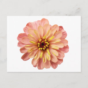 Carte postale Zinnia Floral Flower Nature Photocar