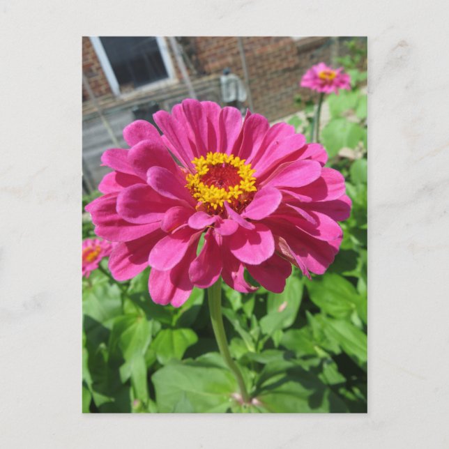Carte Postale Zinnia rose (Devant)