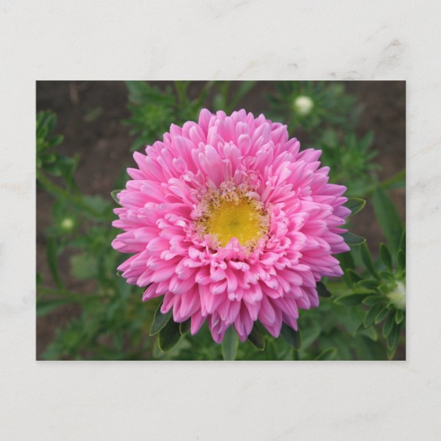 Carte Postale Zinnia rose (Devant)