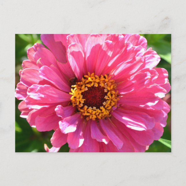Carte postale Zinnia rose (Devant)