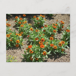 Carte postale Zinnias