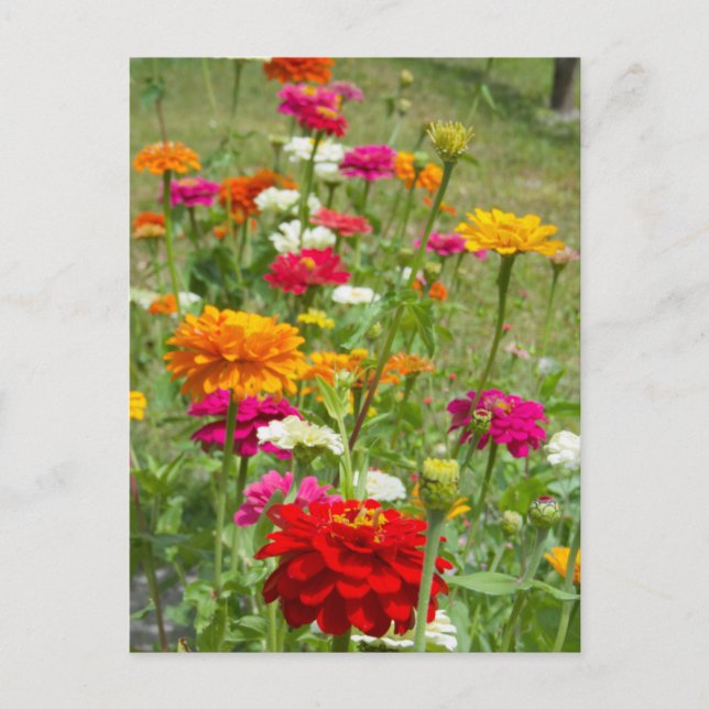 Carte postale "Zinnias 4." (Devant)