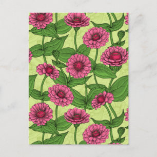 Carte Postale Zinnias rose sur vert clair