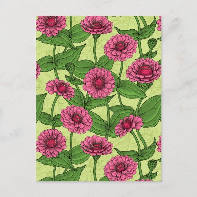 Carte Postale Zinnias rose sur vert clair (Devant)