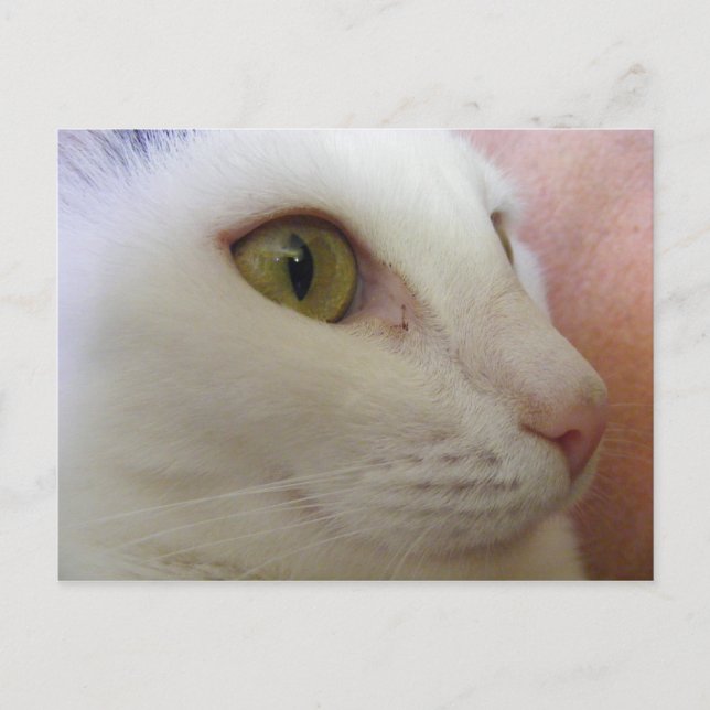 Carte Postale Zoe pense. (Devant)