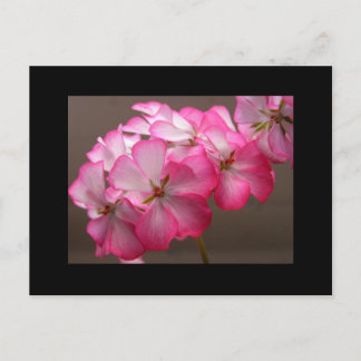 Carte Postale Zonale géranium 'Cattolica'